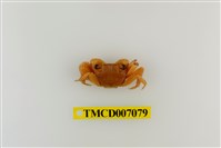 藏品(斑點擬相手蟹)的圖片